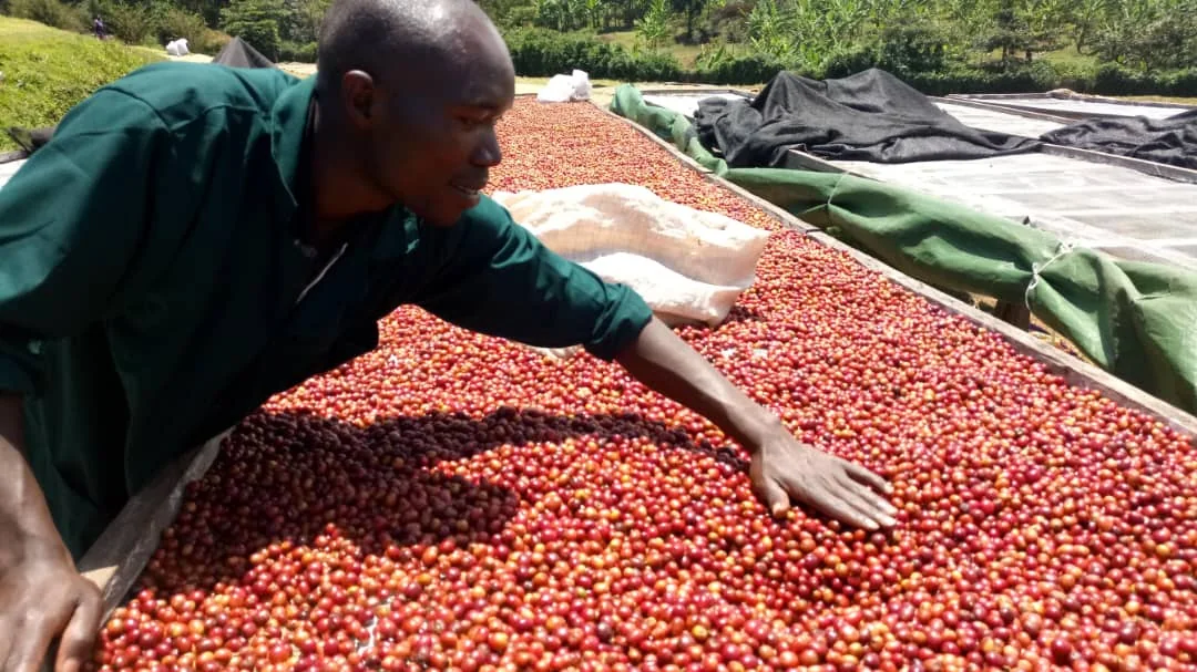 Freshly harvested coffee cherries spread on drying beds