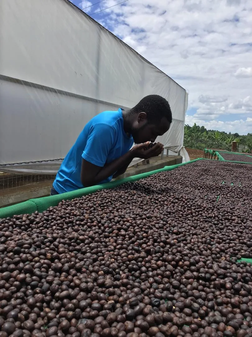 Coffee being examined on a raised drying bed