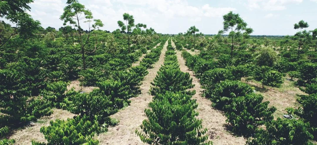 Rows of coffee plants in a plantation