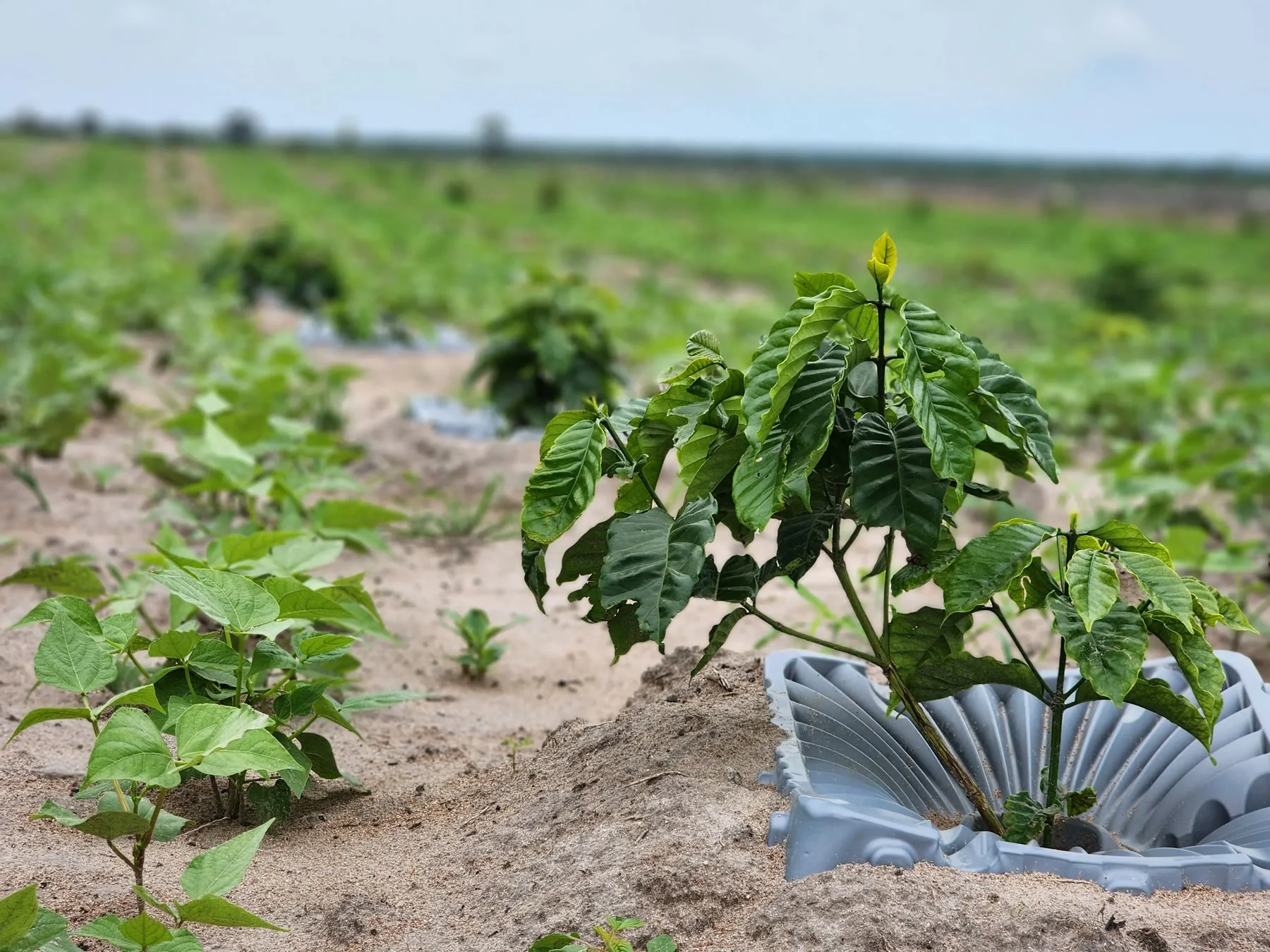 Young coffee plant growing in a cultivated field